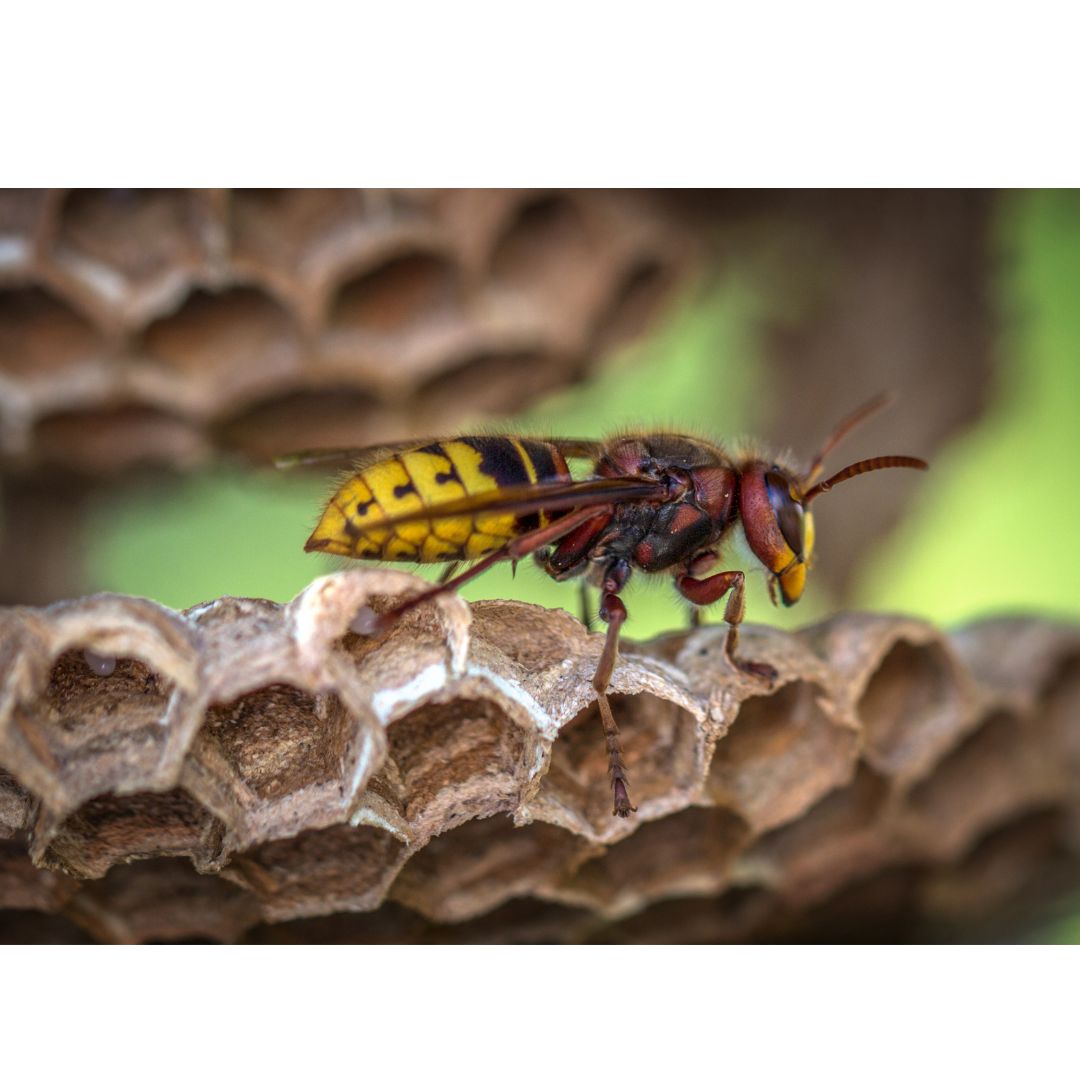 When is it Time to Call Pest Control to Deal With Wasps