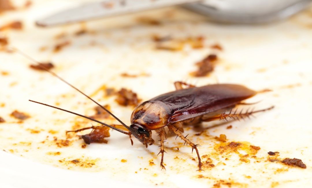 Do Cockroaches Spread Disease?