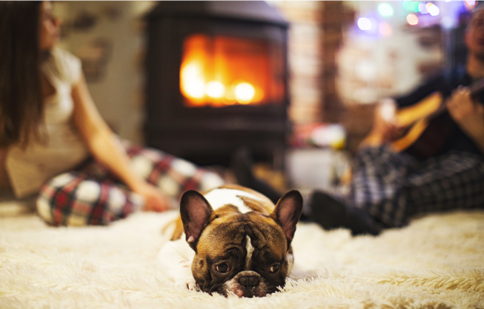 Winterise Your Home to Prevent Pests