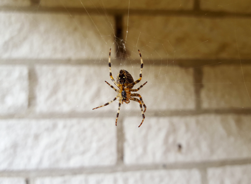 Winter Spiders: Identifying and Managing Indoor Spider Problems